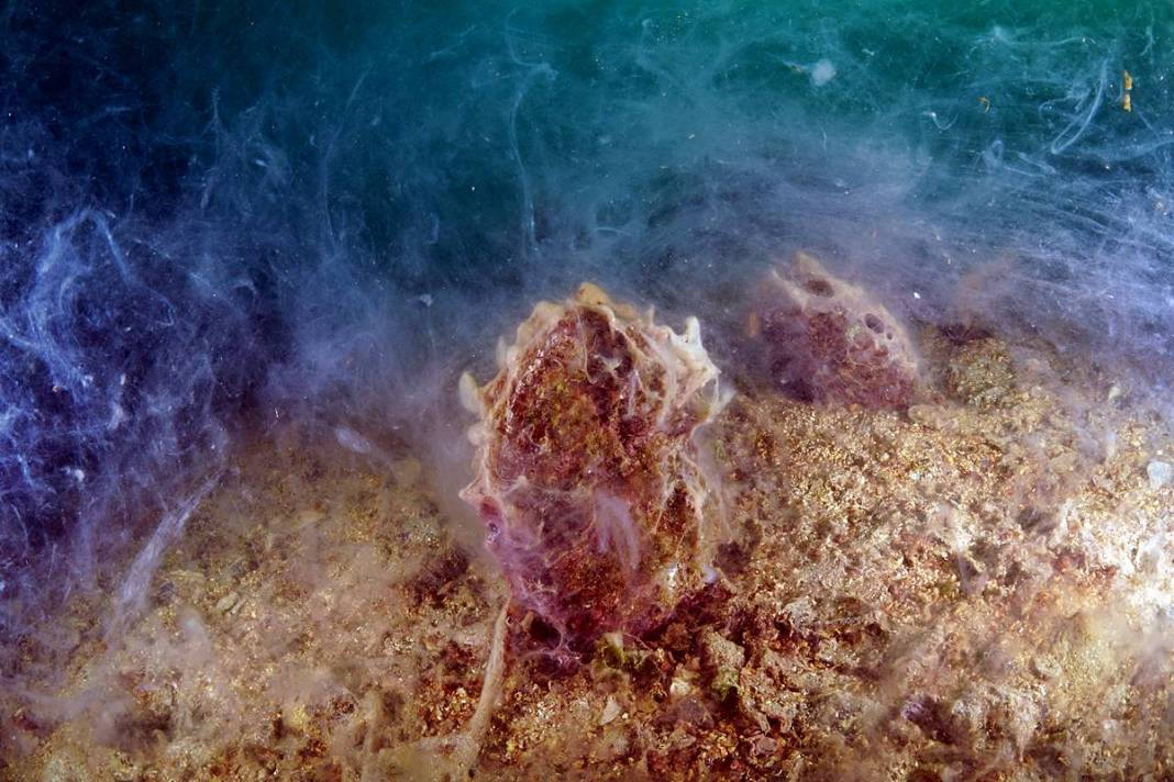 Marmara'da depremden sonra en büyük felaket sinsi sinsi gerçekleşiyor! Hiç kimse farkında değil, böyle görüntülendi 11